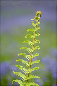 Fern, Bluebells