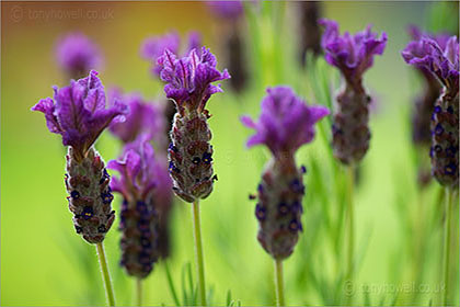 Close up Lavender