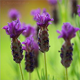 Lavender