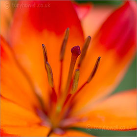 Asiatic Lily