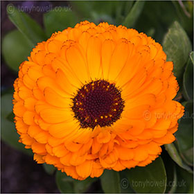 Marigold, close up