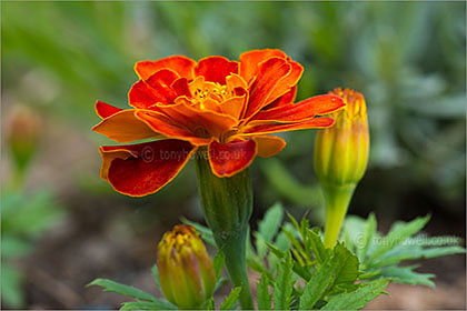 French Marigold