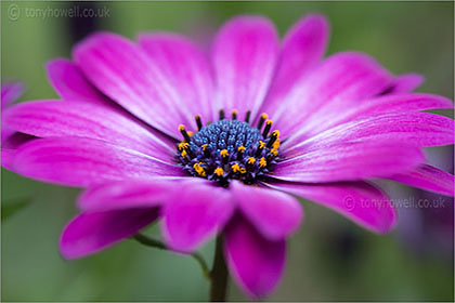 Osteospermum, Cape Daisy