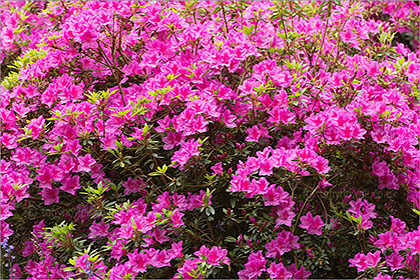 Rhododendron, pink