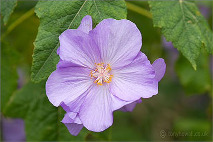 Lavatera