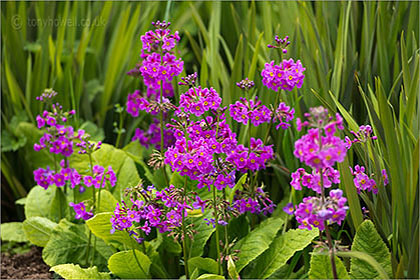 Candelabra Primula