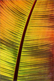 Banana Leaf