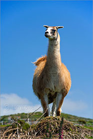 Llama