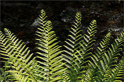 Ferns