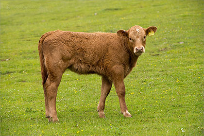 Cow