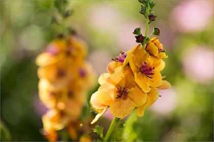 Verbascum