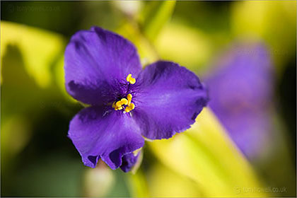 Tradescantia