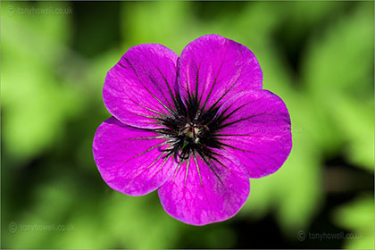 Geranium 'Ann Folkard'