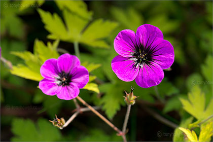 Geranium 'Ann Folkard'