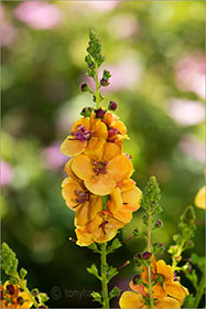 Verbascum