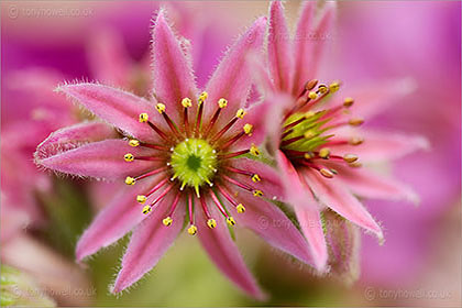 Sempervivum