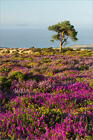 Heather, Tree