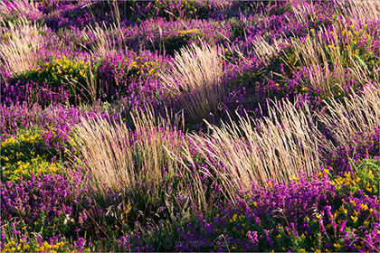 Heather, Beacon Hill