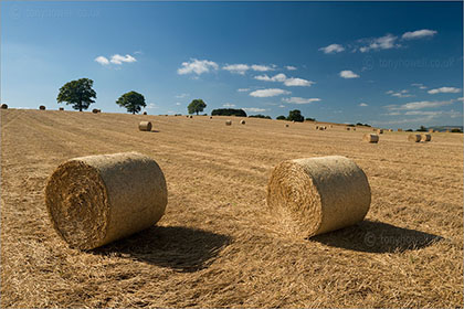 Hay Bales, Trees