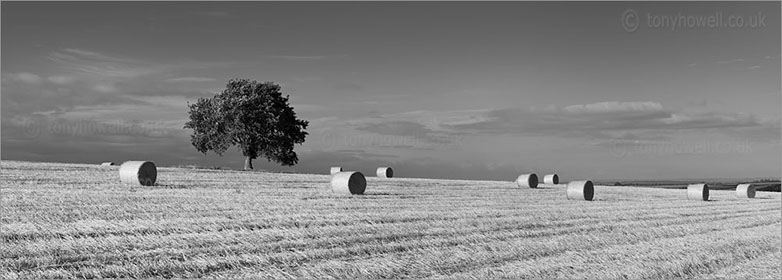 Hay Bales, Tree nr. North Curry