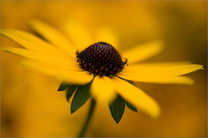 Rudbeckia, close up