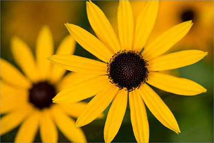 Rudbeckia