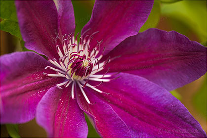 Clematis jackmanii Superba