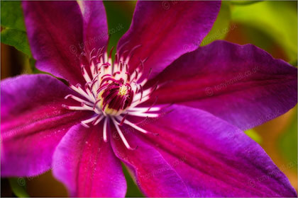 Clematis jackmanii Superba