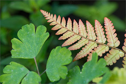 Fern and Aquilega leaf