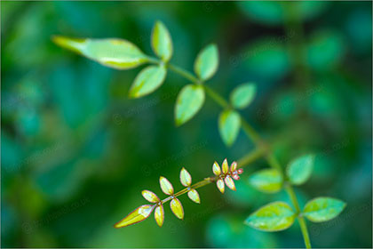 Jasmine leaves