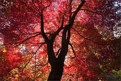 Acer palmatum