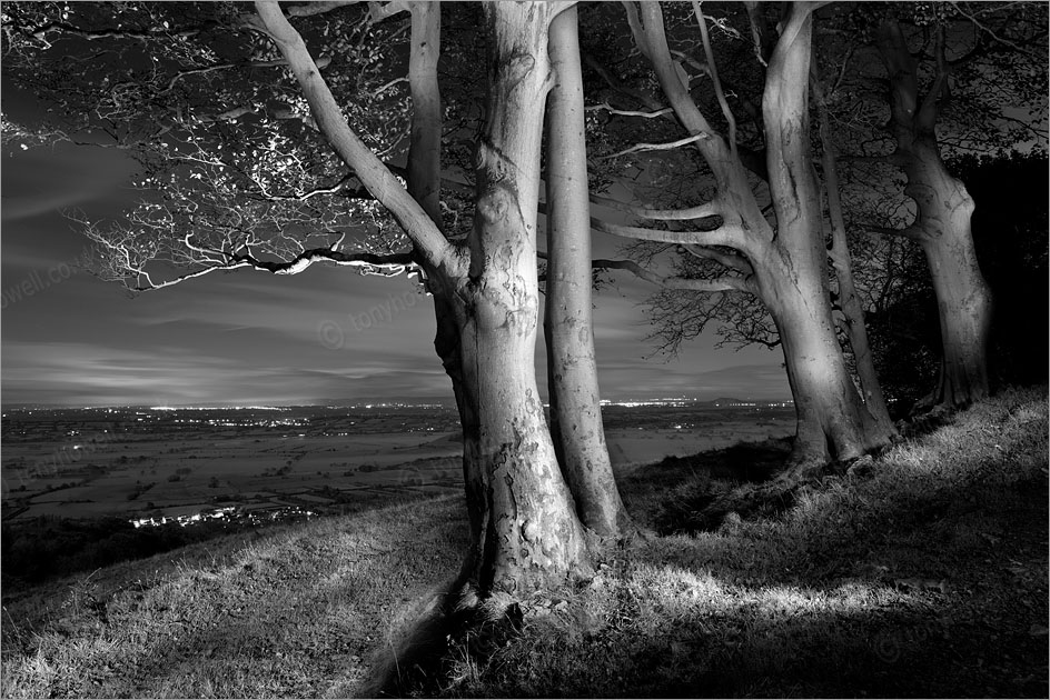 Beech Trees, Night, Mist