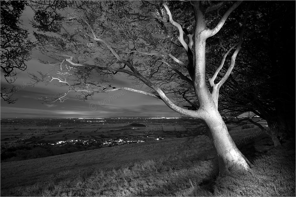 Beech Trees, Night, Mist