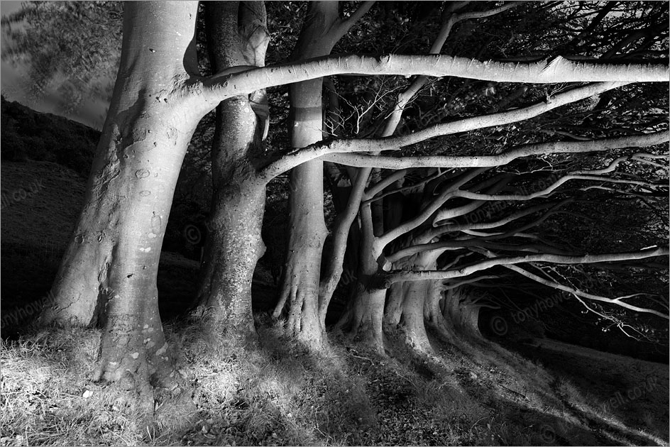 Beech Trees, Night