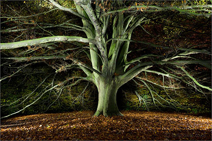 Fern-leaved Beech Tree, Night