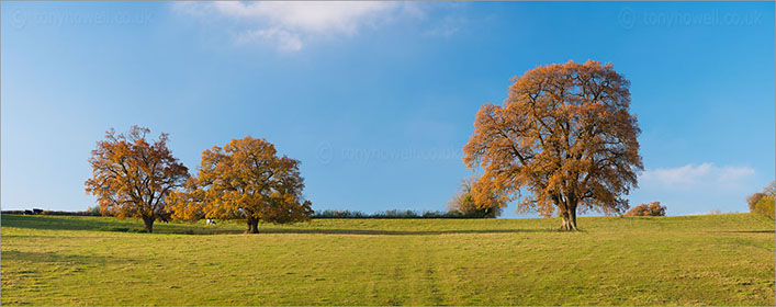Autumnal Oak Trees