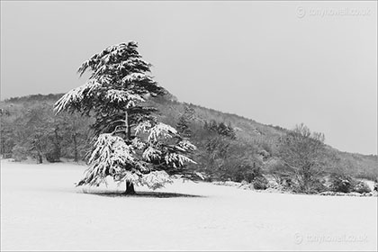 Pine Tree, Snow