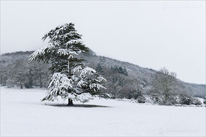 Pine Tree, Snow