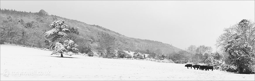 Pine Tree and Cows