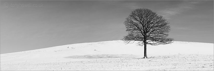 Black And White Tree Photography