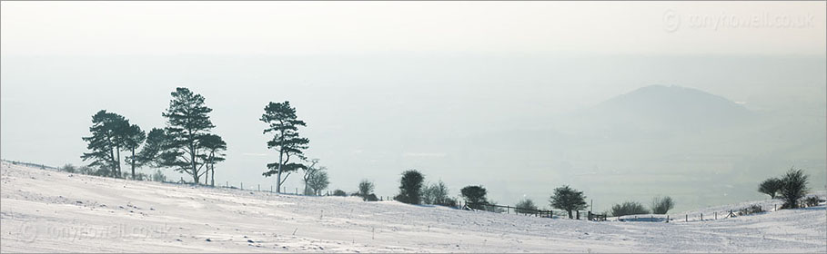 Pine Trees in Snow, Nyland, from Draycott