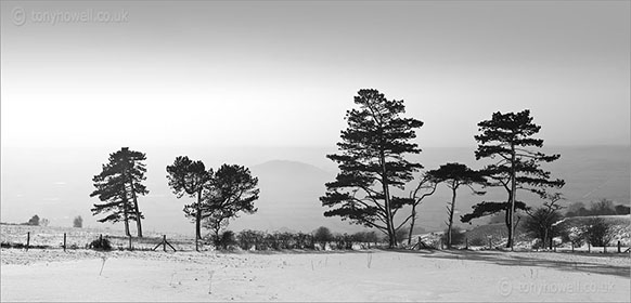 Pine Trees in Snow, Nyland, from Draycott