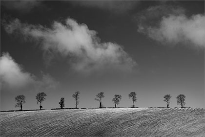 Beech Trees