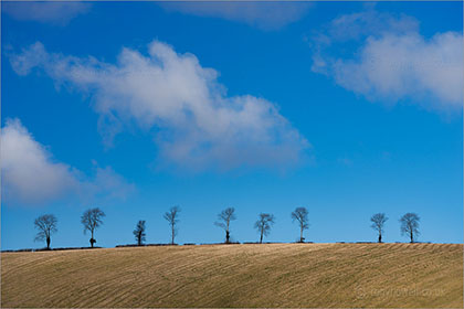 Beech Trees