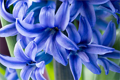 Hyacinth, blue