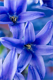 Hyacinth, blue