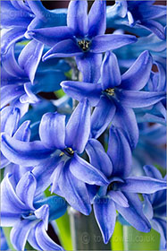 Hyacinth