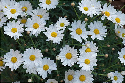 Margeurite Daisies