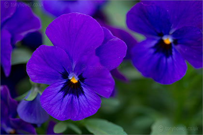 Pansies