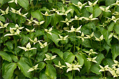 Cornus kousa